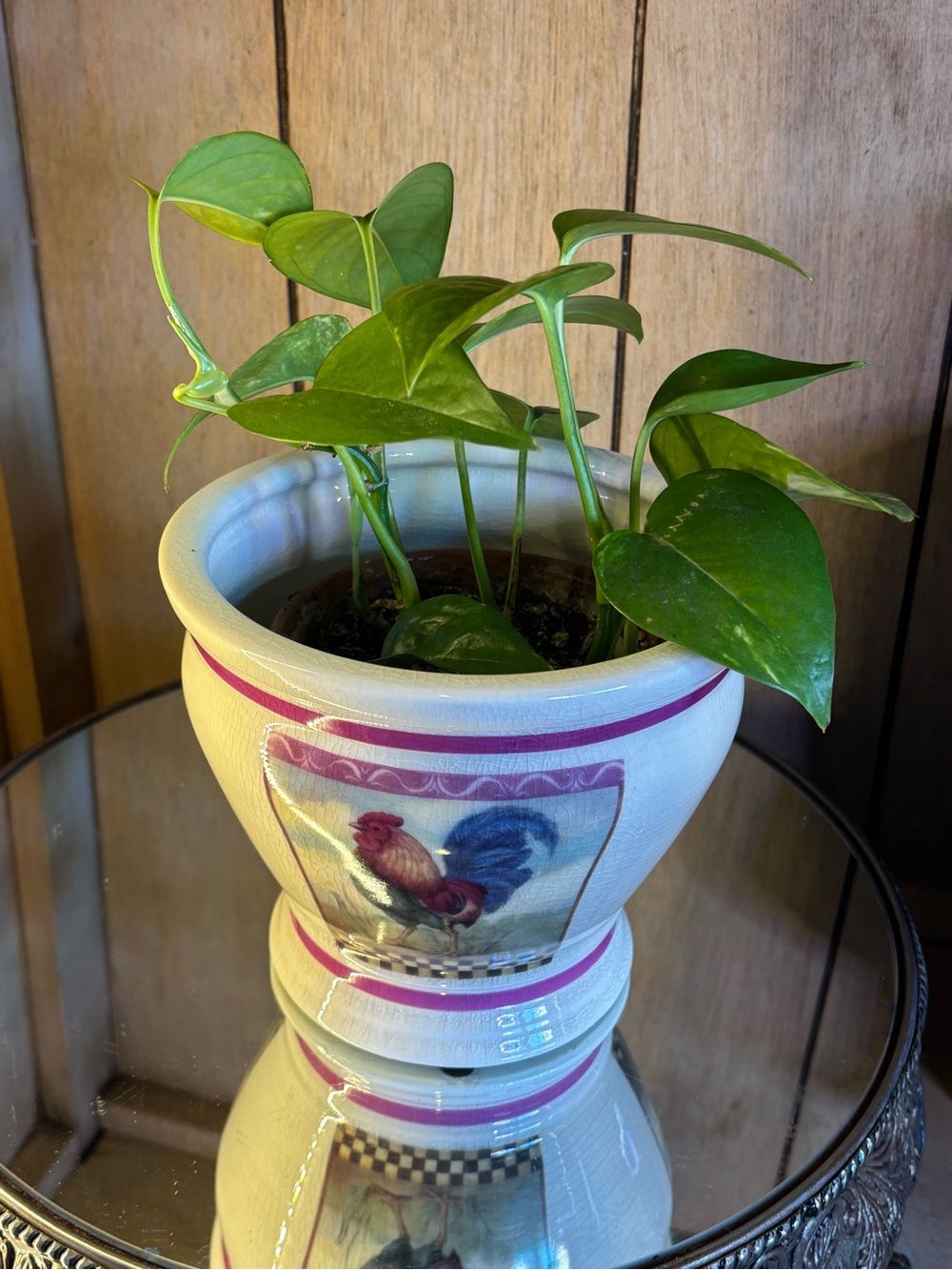 Cream Ceramic Rooster Planter with Pink Accents - Picture 11 of 13